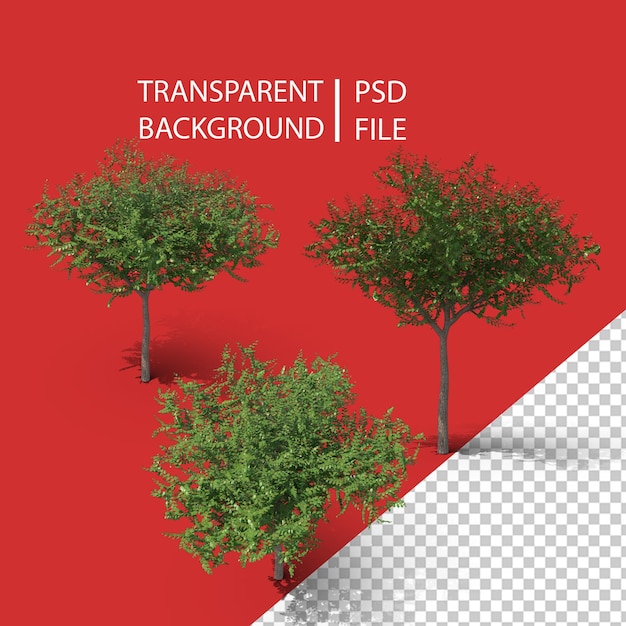 PSD elm tree png