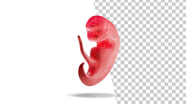 PSD embryo at 3 weeks isolated human embryo 3d rendering 3 weeks pregnant baby development