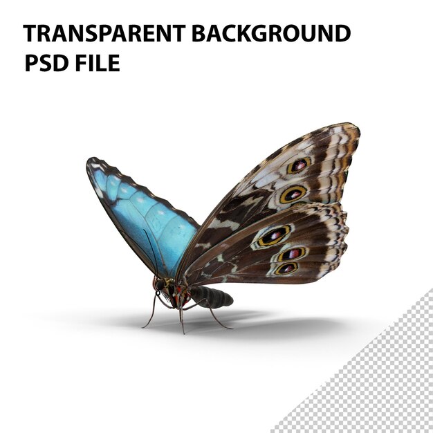 PSD emperor butterfly png