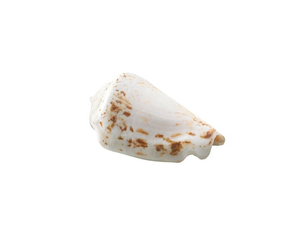 Empty seashell transparent background