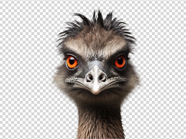 PSD emu su sfondo trasparente