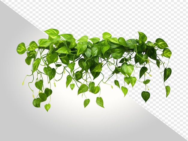 Epipremnum aureum - комнатное растение с листьями в форме сердца на прозрачном фоне