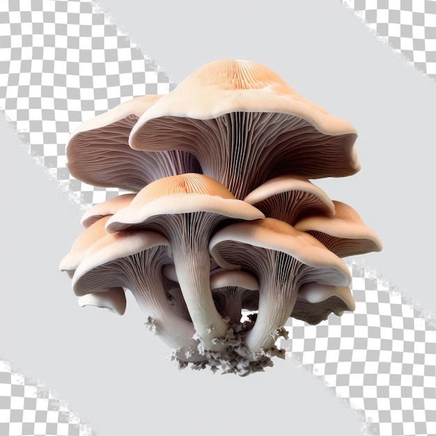 PSD er wordt een groep paddenstoelen getoond met het woord paddenstoel erop.