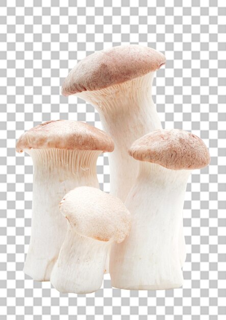 PSD eryngii mushroom на файле psd