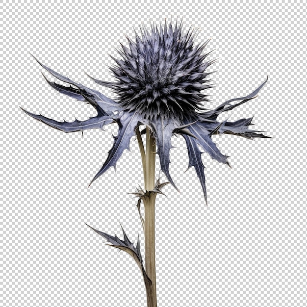 PSD eryngium sea holly dried flower isolated on transparent background