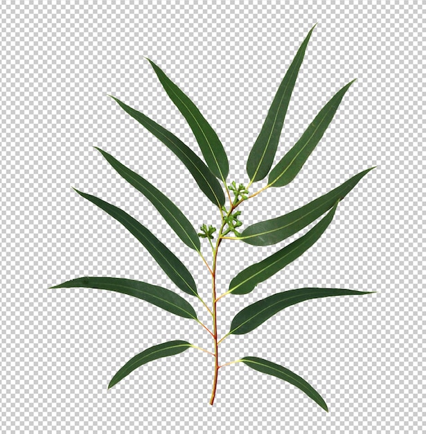 PSD eucalypthus leaves isolated