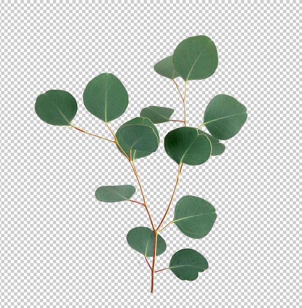 Eucalypthus Leaves on transparent background