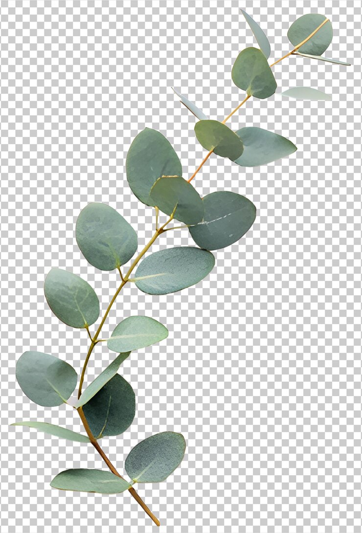 PSD eucalyptus branch with round leaves isolated on white cut out transparent