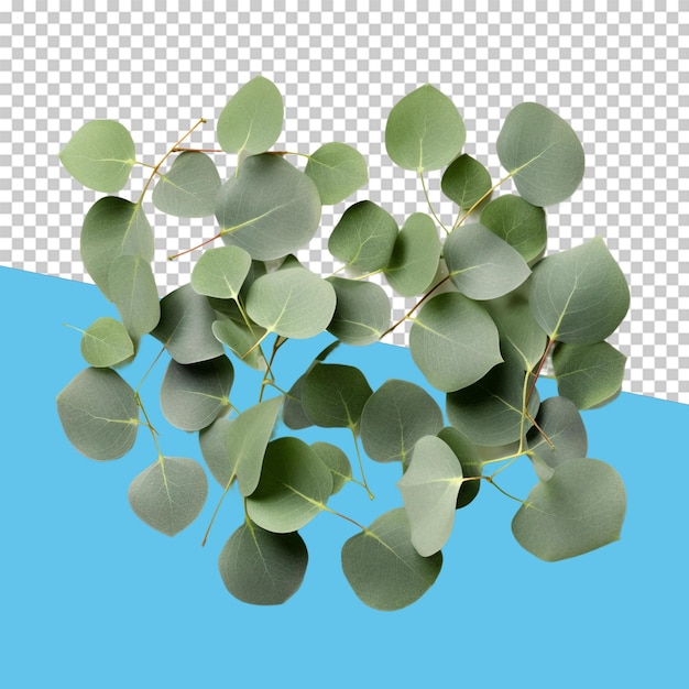 Eucalyptus leaves isolated object transparent background