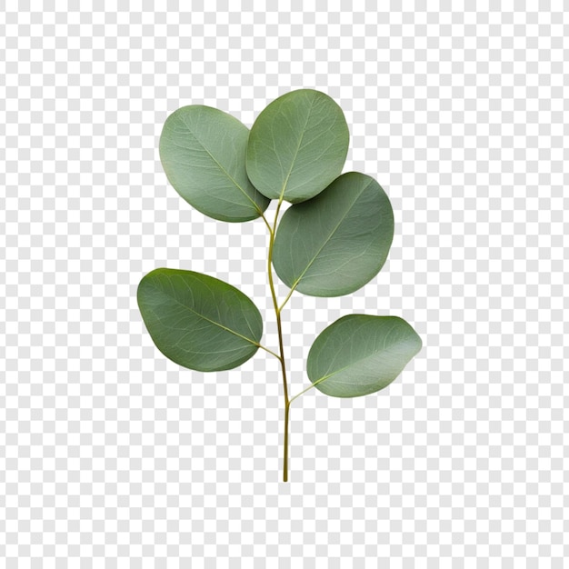 Eucalyptus Sprig Groene bladeren Botaniek Natuur Plant Bloemstam Tak Ronde bladeren geïsoleerd
