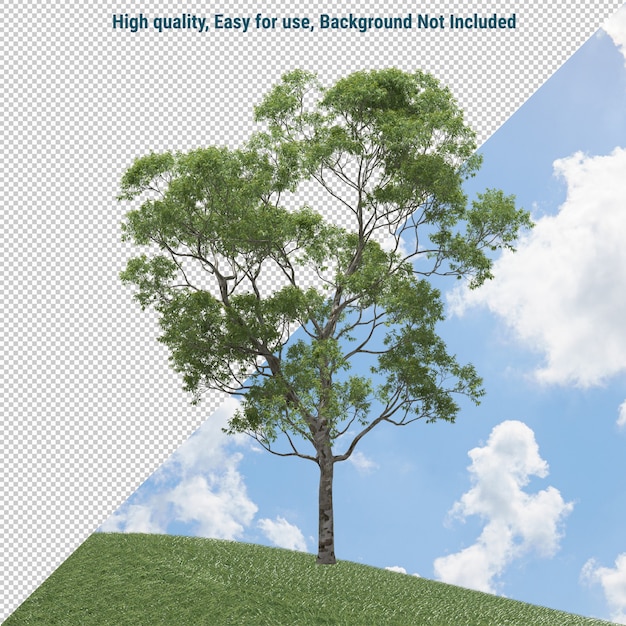 eucalyptus tree isolated
