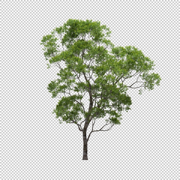 Eucalyptus tree with isolated background, tree 3d render