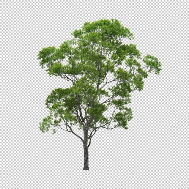 eucalyptus tree with isolated background, tree 3d render