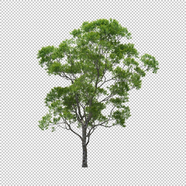 PSD l'albero di eucalyptus con fondo isolato, l'albero 3d rende