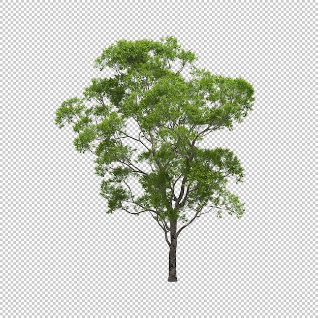 L'albero di eucalyptus con fondo isolato, l'albero 3d rende