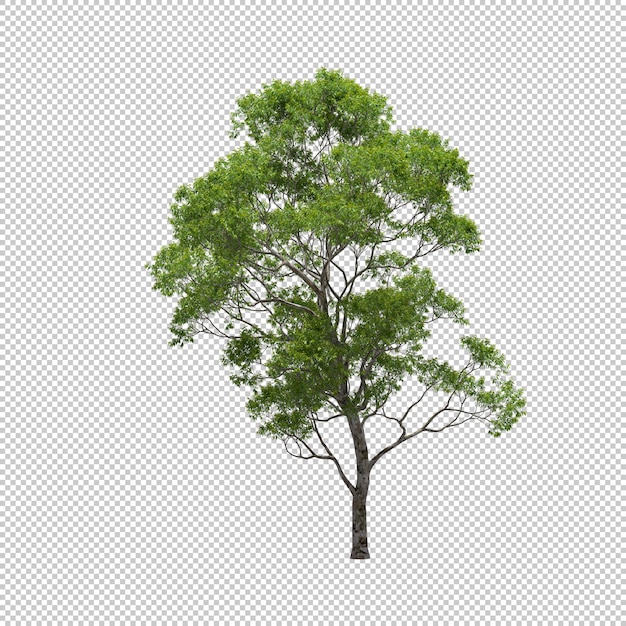 Eucalyptus tree with isolated background, tree 3d render