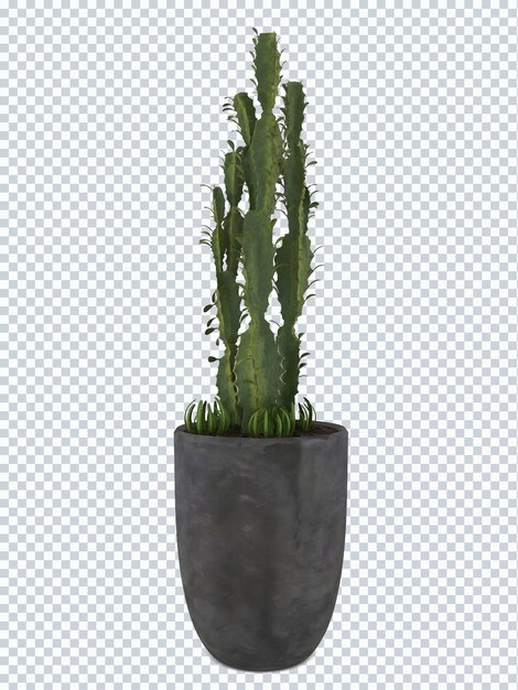 PSD euphorbia ingens piante su mockup vaso grigio