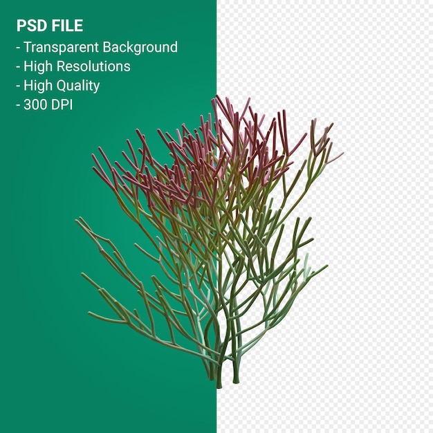 PSD euphorbia tirucalli 3d render isolato su sfondo trasparente