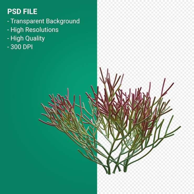 PSD euphorbia tirucalli 3d render isolated on transparent background