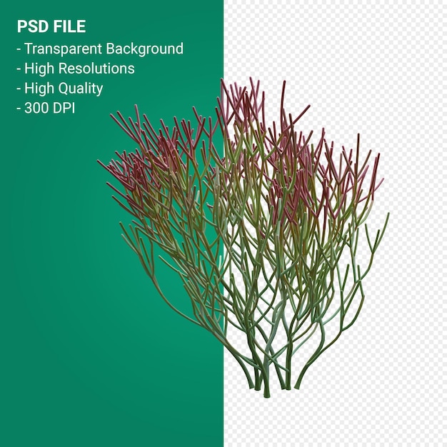 PSD euphorbia tirucalli 3d render isolated on transparent background