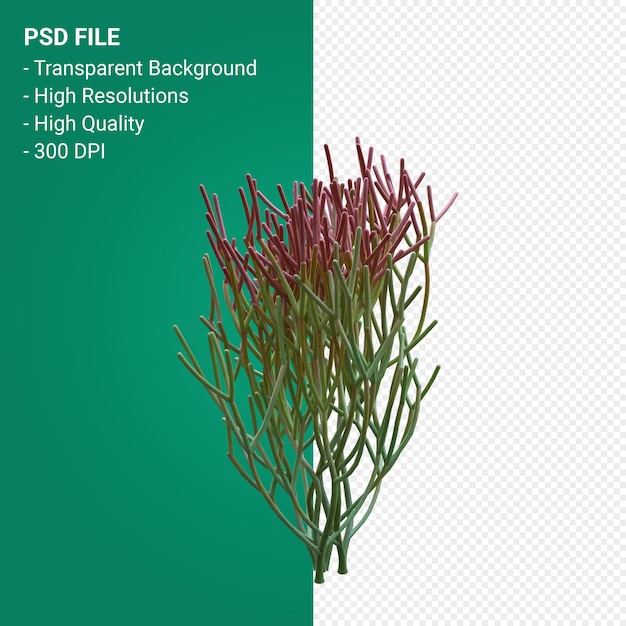 PSD euphorbia tirucalli 3d 렌더링 절연