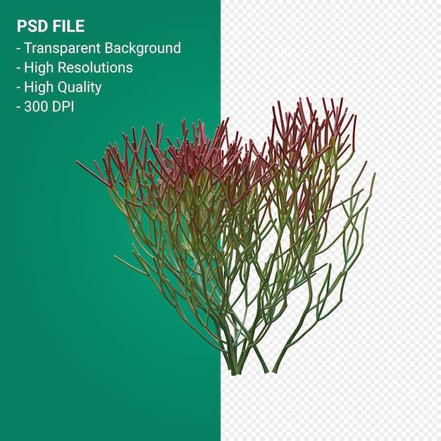 PSD euphorbia tirucalli 3d 렌더링 절연