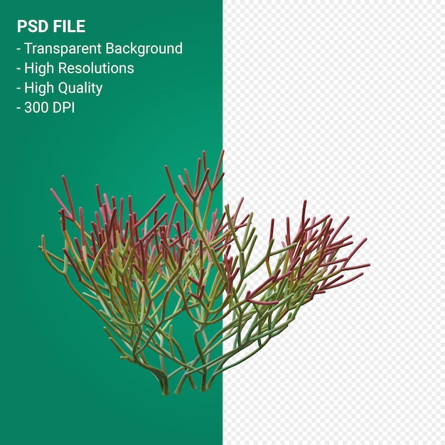 PSD euphorbia tirucalli 3d 렌더링 절연