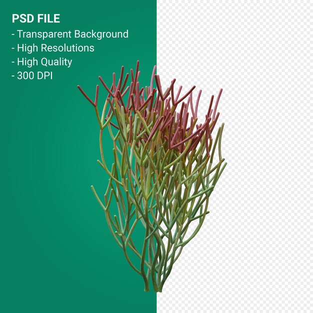 PSD euphorbia tirucalli3dレンダリングが分離されました