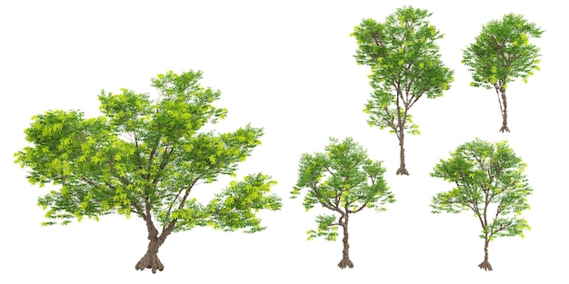 European ash trees isolated on white background tropical trees isolated used for architecture