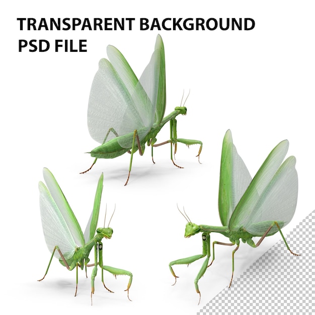 PSD european mantis png