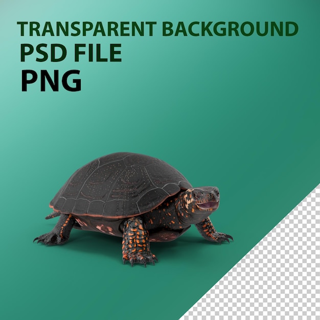 PSD european pond turtle png