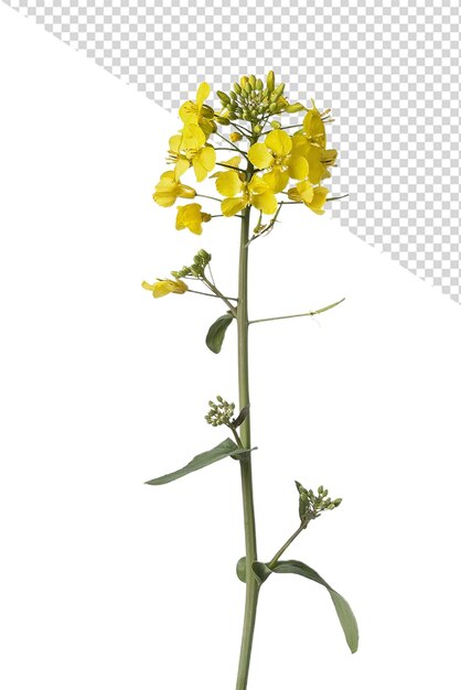 PSD 月見草の花png