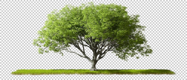 PSD grandi alberi sempreverdi in piedi sull'erba con parasole tagliati sfondi trasparenti illustrazione 3d