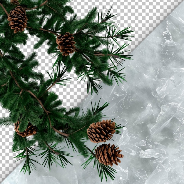 PSD evergreen sprig with transparent background detail