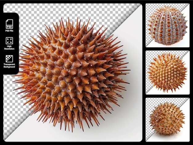 PSD exotic durian fruit illustration with spikes