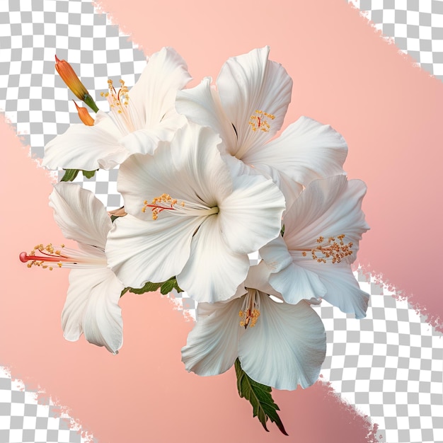 PSD exotische indiase bloem met witte bloemblaadjes tegen een transparante achtergrond