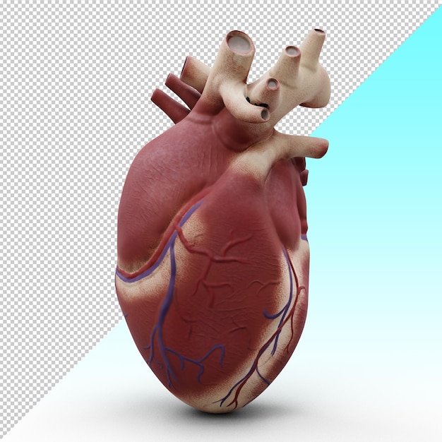 Exposed Heart
