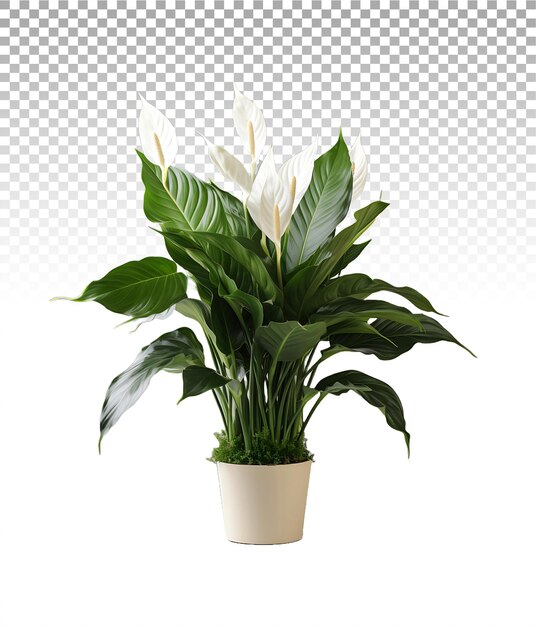 PSD exquisite peace lily bloom on a clear surface