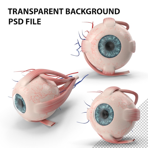 PSD eye anatomy png