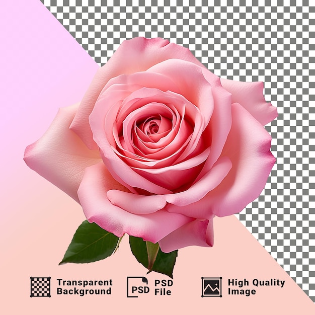 PSD eye catchy rose flower isolated on transparent background png