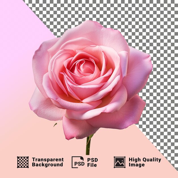 PSD eye catchy rose flower isolated on transparent background png