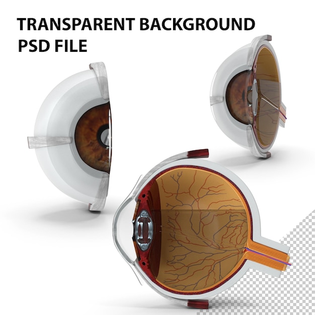 eye cross section png