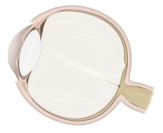 eye illustration