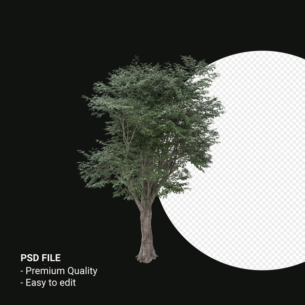 Fagus grandifolia o faggio americano 3d render isolato su sfondo trasparente