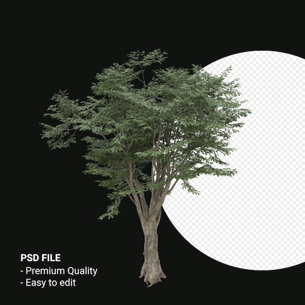 PSD fagusgrandifoliaまたはアメリカブナの木の3dレンダリングが透明な背景に分離されました