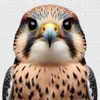 PSD falcon raptor bird