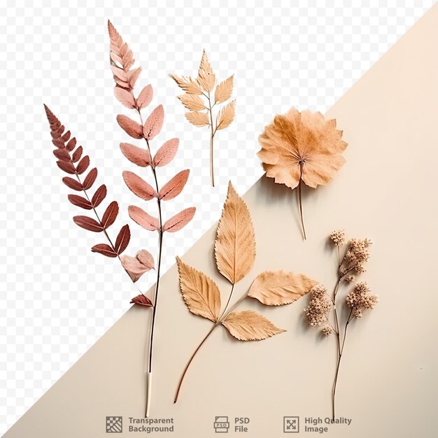 PSD fall foliage lovely flora seasonal aesthetics autumn mood transparent background cozy aesthetic backdrop