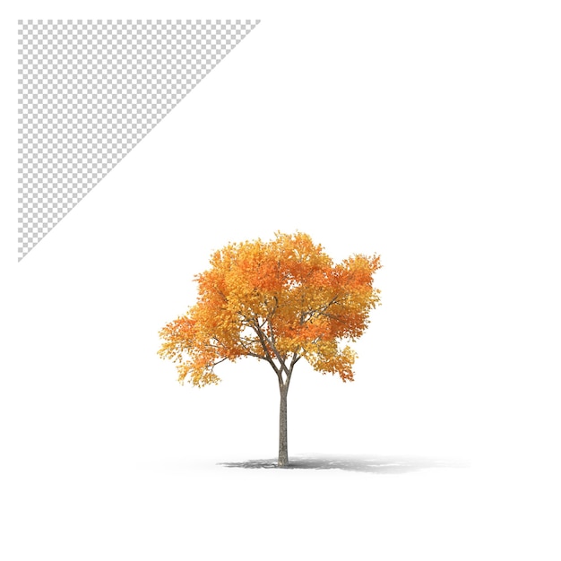 PSD albero d'autunno png