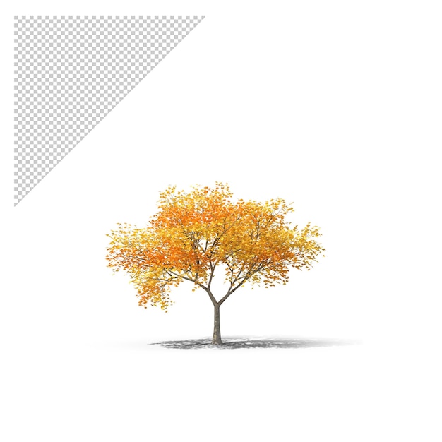 PSD autunno albero png