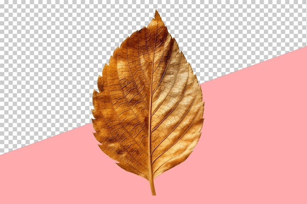 Fallen autumn leaf transparent background